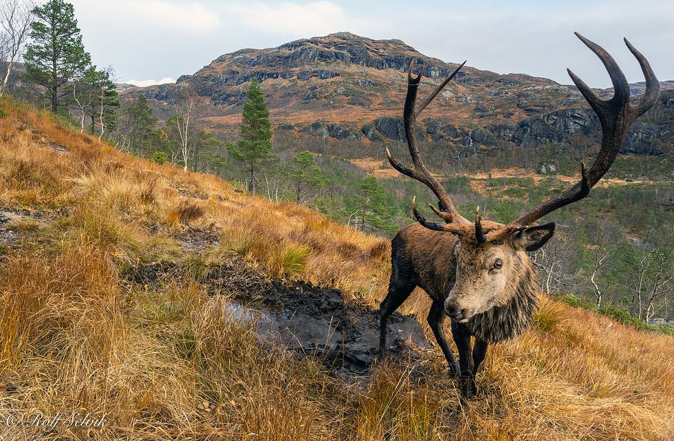 Med dette bildet blei Rolf Selvik nummer to i klassen ”Årets nordiske pattedyrbilde” i ”Nordic Nature Photo Contest”.